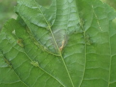 Eriophyes exilis