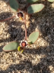 Euphorbia vizcainensis