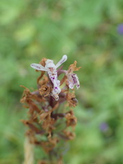 Dactylorhiza fuchsii