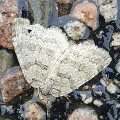 Epirrita dilutata