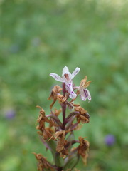 Dactylorhiza fuchsii