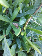 Cochlicella