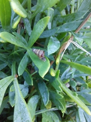 Cochlicella