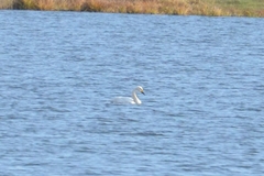 Cygnus columbianus bewickii