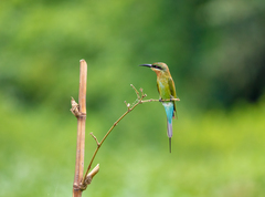 Merops philippinus