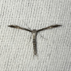 Hellinsia inquinatus