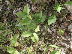 Philadelphus coronarius