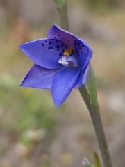 Thelymitra juncifolia