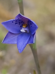 Thelymitra juncifolia