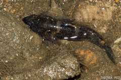 Gobiinae