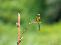Merops philippinus