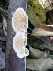 Fungi