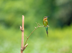 Merops philippinus