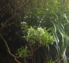 Brachyglottis kirkii