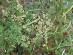 Galium boreale