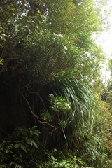 Brachyglottis kirkii