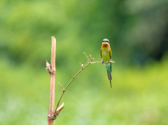 Merops philippinus