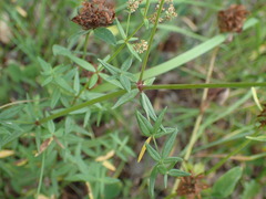Galium boreale