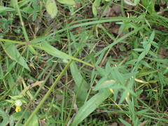 Galium boreale