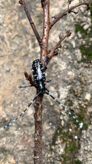 Anoplophora glabripennis