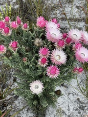 Phaenocoma prolifera