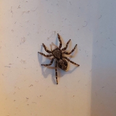 Pseudeuophrys lanigera