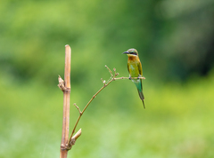 Merops philippinus