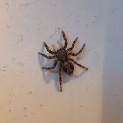 Pseudeuophrys lanigera
