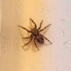 Pseudeuophrys lanigera