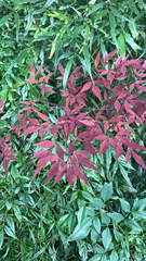 Nandina domestica