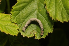 Biston betularia