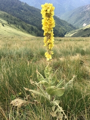 Verbascum