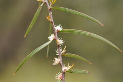Hakea ulicina
