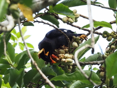 Gracula religiosa