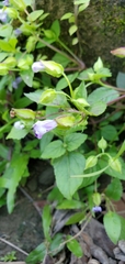 Torenia
