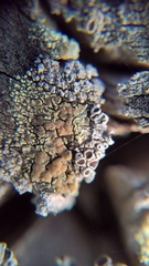 Lecanora symmicta