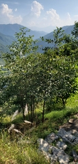 Alnus nepalensis