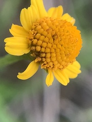 Acmella oppositifolia