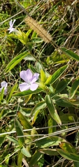 Barleria