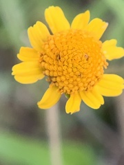 Acmella oppositifolia