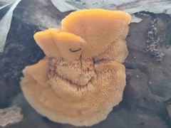 Pycnoporellus fulgens