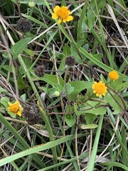 Acmella oppositifolia