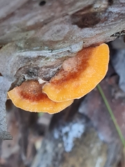 Pycnoporellus fulgens