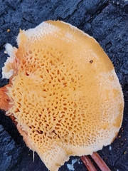 Pycnoporellus fulgens