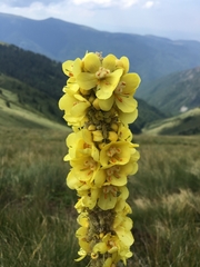 Verbascum