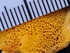 Pycnoporellus fulgens