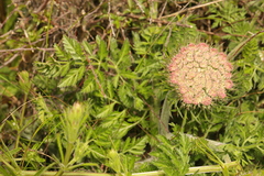 Daucus carota gummifer