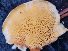 Pycnoporellus fulgens