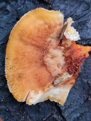 Pycnoporellus fulgens