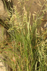 Festuca rubra